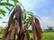 The top leaves of the mango tree are still dark red