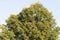 The top of a linden tree against a blue sky covered with a light haze of clouds