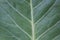 Top macro view cabbage leaf 31056