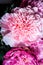 Top macro view on elegant bouquet made from many large pink and purple peonies