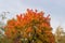 Top of maple with autumn varicolored leaves against the sky