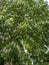 Top of a mighty flourishing buckeye tree