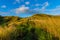 The top of Nacula Island vegetation