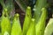 Top of new fronds of a asplenium australasicum or bird`s nest fern in sunlight