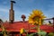 Top of Old Tractor and Sunflower in Field