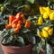 Top of orange ornamental capsicum plants