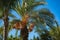 the top of a palm tree against a blue sky. vegetation of the tropics.