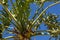 Top of a palm tree with numerous green fronds in all directions set against a deep blue sky