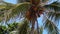 Top of a palm tree with orange colored coconuts