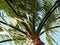 The top of the palm tree is positioned diagonally against the blue sky. Natural calm background with palm leaves.