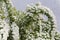 Top part of flowering spiraea bush on a gray background