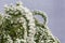 Top part of flowering spiraea bush on a gray background