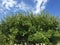 Top part of homegrown organic apple tree with many fruit against