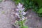 Top part of stem of blooming salvia on blurred background