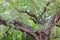 Top part of very big Banyan tree in Auroville, South India