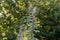 Top parts of the flowering motherwort stems on blurred background