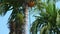 The top of a peach palm against the sky. Workers harvest fruits by prying them with a stick.