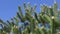 Top of a pine tree against a blue sky