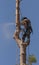 Top of a Pine tree being felled by chain saw. UK