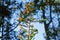 Top of pine tree covered in endangered Monarch butterflies