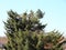 Top Pollarding of Large Pine Tree Background