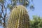 Top Portion of a Large Cylindrical Cactus Against a Blue Sky