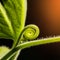 The top of pumpkin leaf.A plant climbing along the ground, stem and leaves hair, moustache for adhesion