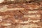 TOP QUALITY TREE PINE TRUNKS TEXTURE
