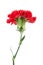 On top red carnations flower isolated