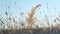 The top of the reed sways in the wind against the backdrop of blue sky. Close-up of reeds. Natural background, Reeds in the wind