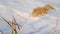 The top of the reed sways in the wind against the backdrop of snow. Closeup of reeds. Natural background, Reeds in the wind