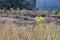 Top of river Levees covered in green grasses and boulders