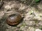 Top shot of a Ornate box turtle on dry ground under sunlight