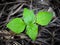 Top shot of a Young Synedrella plant growing in an Indian garden. It is a genus of flowering plants in the sunflower family