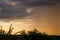 Top of shrubs silhouetted against an orange sunset