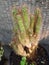 Top side view closeup from a potted haired cactus with sunlight and shadow with rattan background