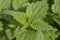 Top of stinging nettle, medicinal plant