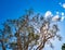 The top of a tall eucalyptus tree against blue sky