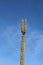 The top of a tall Saguaro Cactus against a blue sky with white wispy clouds in Arizona