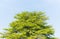Top of Terminalia Ivorensis Chev tree