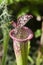 Top of a tube or trumpet of a crimson pitcherplant or Sarracenia leucophylla