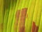 Top veiw, Abstract blurred background of banana leaf green and brown colour for design or stock photo, Greenery plants, Tropical