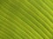 Top veiw, Abstract blurred background of banana leaf green colour for design or stock photo, Greenery plants, Tropical leave,
