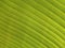 Top veiw, Abstract blurred background of banana leaf green colour for design or stock photo, Greenery plants, Tropical leave,