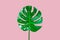 Top veiw, Bright fresh single monstera leaf isolated on pink background for stock photo or advertisement, Genus of flowering