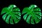 Top veiw, Bright fresh two monstera leaf isolated on black background for stock photo or advertisement, Genus of flowering plants