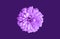 Top veiw, brigness single chrysanthemums flower purple color blossom blooming  isolated on dark blue violet background for stock