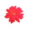 Top veiw, brigness single daisy flower red color blossom blooming isolated on white violet background for stock photo or