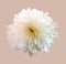 Top veiw, brigness single white chrysanthemums flower blossom blooming isolated on light warm brown background for stock photo or