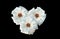 Top veiw, Collection three white rose flowers blossom blooming  isolated on black background for stock photo or illustration,